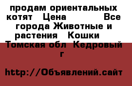 продам ориентальных котят › Цена ­ 5 000 - Все города Животные и растения » Кошки   . Томская обл.,Кедровый г.